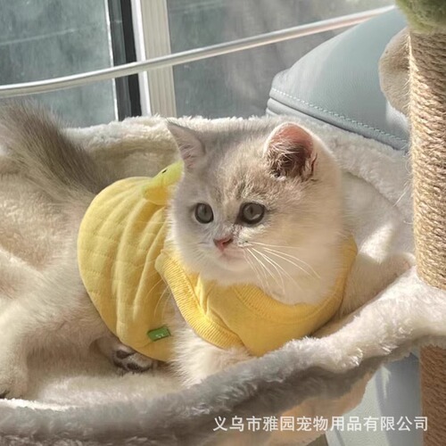 Baby clothes for tiny kittens, puppies, and dogs including teddy bears, teacup dogs, newborns, and one-month-old pets. Suitable for autumn and winter.
