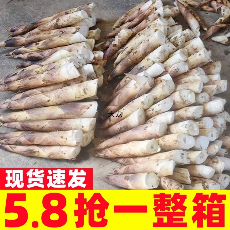 雷笋新鲜现挖春笋福建鲜竹笋雷公笋非临安天目山雷笋小笋冬笋冬笋