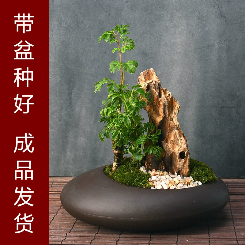 【Fulutong】Китайский дзен-настольный микропейзаж, горшечное растение, орнамент, керамический горшок, свежий и простой в обслуживании, оптовая продажа от производителя