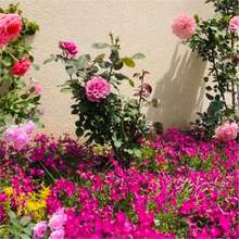 ��ɫ���Wʯ����ǻ�����ͥԺС�^�������ѷN���Ѳ�ƺ���N�ļ��_��