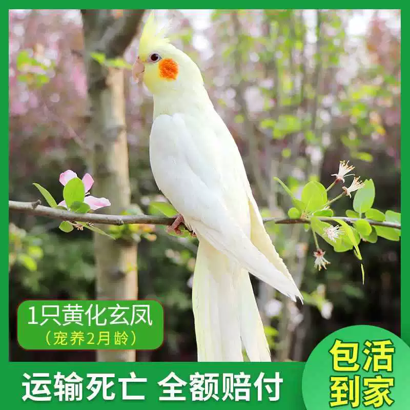 Попугай Xuanfeng для содержания и тренировок, обучение речи, домашний питомец, пара птиц может содержаться вместе