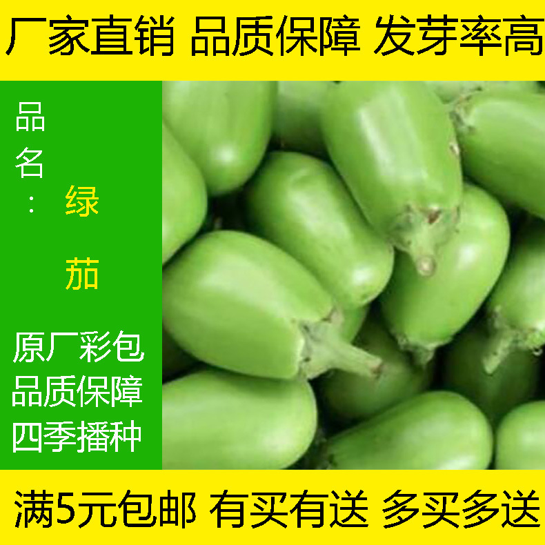 圆茄子苗黑园茄子穴盘苗带土特大颗生吃紫黑茄子苗四季蔬种子
