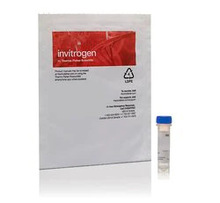 Invitrogen BODIPY 581/591 C11（脂質過氧化傳感器）1mg D3861