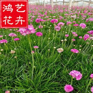 ��ʯ�������ʯ���ļ��_���������ǻ��N������������ʯ��Ѩ�P��