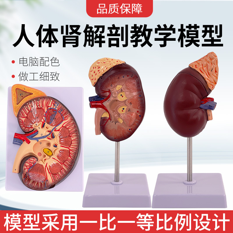 ��������ģ�� �����ʸ������ٷŴ�ģ�Ͳ������� �����������ٽ���