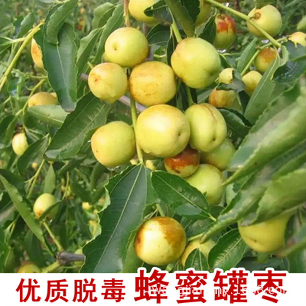 蜂蜜大枣树活苗台湾青枣树果苗牛奶苹果枣苗树苗枣树盆栽大树果苗