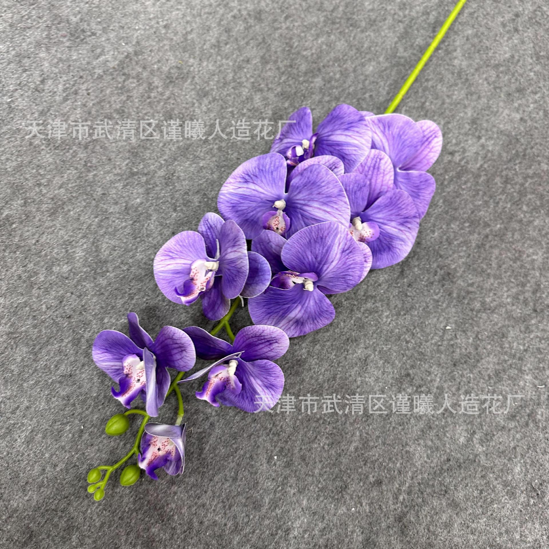 Platycodon grandiflorum purple