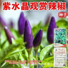 ��ˮ���^�p�����N����ɫС�׽��N���ݽ��N�ӳ��콷�N���߲˷N��