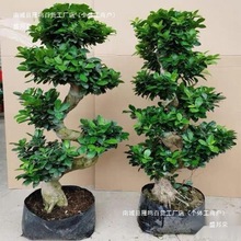 字型S型小叶榕树人参榕盆景室内阳台净化空气花卉绿植四季常青