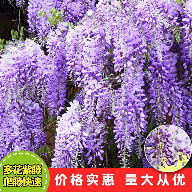 Саженцы глицинии Горшечное поле Двор виллы Балкон лоза альпинистские саженцы глицинии расцветают в четыре сезона