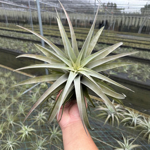 Air Tillandsia Silver Rose Soilless Plant Flower Green Plant Home Display Super White Leaves Wide Super Beautiful Variety
