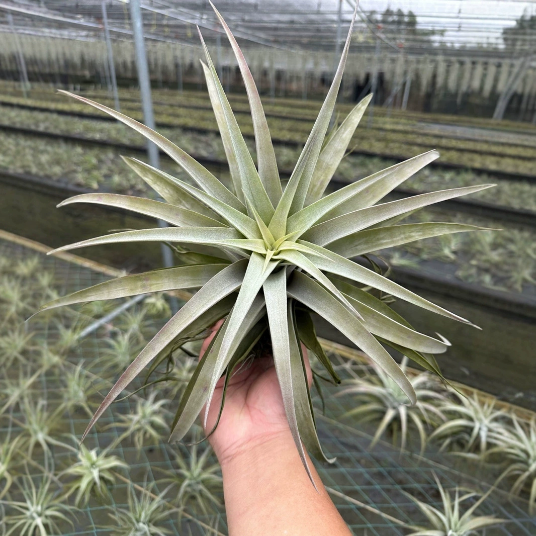 Air Tillandsia Silver Rose Беспочвенное растение Цветок Зеленое растение Домашний дисплей Супер белые листья Широкий супер красивый разнообразие