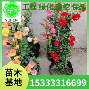 Wholesale Climbing Rose Potted Plant with Vase, Multi-Flowered Vine Rose for Villa Courtyard, Blooms in the Same Year