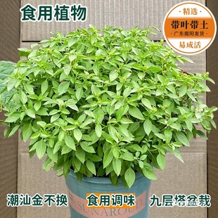 ʳ�þŌ������Խ𲻓Q���_���������Kֲ���{ζ��������҃���Gֲ