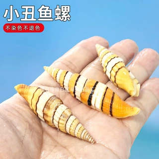 天然小海螺小丑鱼笔螺稀有收藏标本鱼缸造景家居装饰摆件