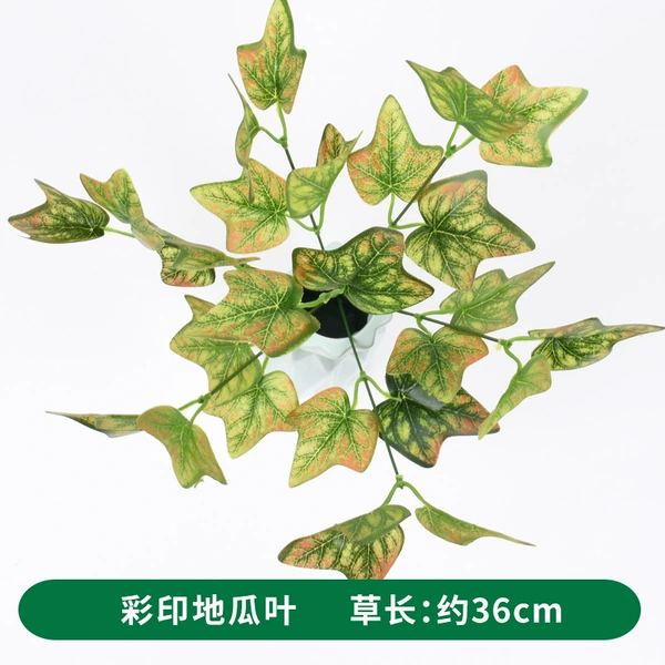 Caiyin sweet potato leaf