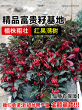 ���F�����Ԏ������F�ӽ���M���S���f��ֲ��t�����������҃ȾGֲ