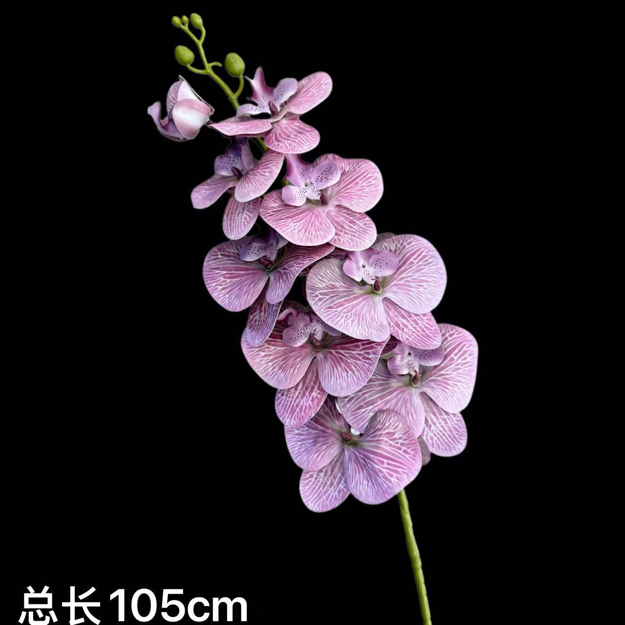 Calamus 컬러