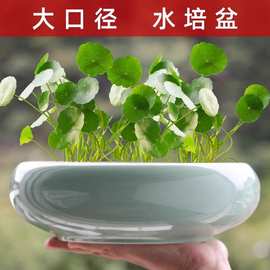 铜钱草专用水培花盆客厅大口径水养金钱草绿植盆栽办公桌陶瓷花器