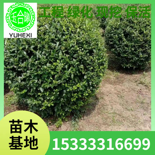Nursery, Water Wax Ball, Water Wax Ball, Water Wax Mound, Planted Water Wax Hedge Seedlings, Community Greening Seedlings