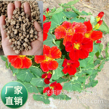 �S�����l����ɏ�N��������ɏ�����ɻ�ͥԺ�����^�~����ֲ��