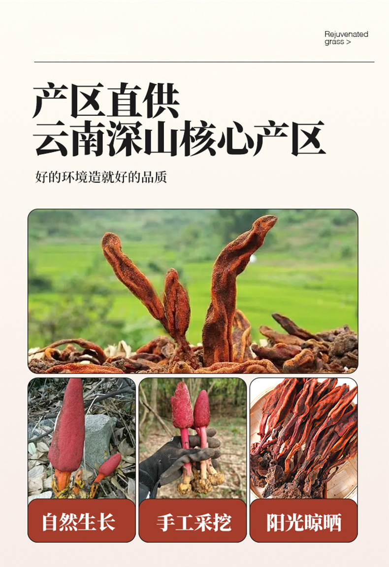 Whole Dried Hui Chun Cao Herb 500g for Herbal Wine and Decoction specifications