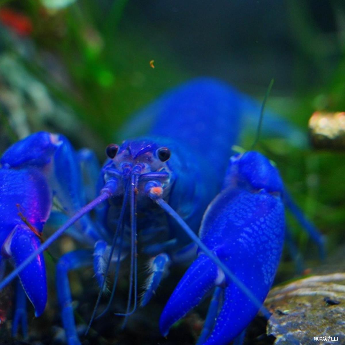 物虾鳌红白  1虾天空观赏虾活体水族大型小龙虾淡水蓝魔苗满