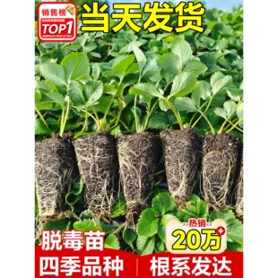 ��ݮ�����ļ��Y�����ԷN��Ѩ�P�������ش�̖���l����t�Ғ��