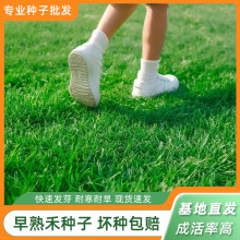 早熟禾种子草坪草籽四季常青耐寒耐旱耐践踏矮生草皮庭院绿化
