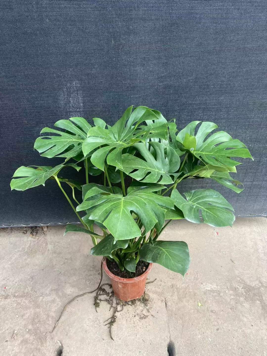 【基地直供】网红室外观叶植物小盆栽绿墙花卉 280高大版龟背竹-阿里巴巴