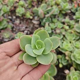 多肉植物种苗批发碧桃砍头苗无根适合繁殖大棚基地直销量大优惠