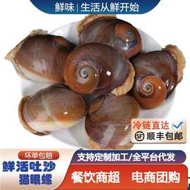 猫眼螺鲜活超大香螺沙螺田玉螺冷冻海螺花螺贝贝螺贝类海鲜水产