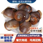 猫眼螺鲜活超大香螺沙螺田玉螺冷冻海螺花螺贝贝螺贝类海鲜水产
