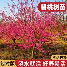 ~ҘͥԺͺ@ֹ̾GLҘtҘ