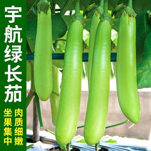 Green Long Eggplant Seed Seedlings Eggplant Seeds Larvae Complete Jar Eggplant Vegetables All Year Round Potted Spring Southern Seedlings Rapeseed Green