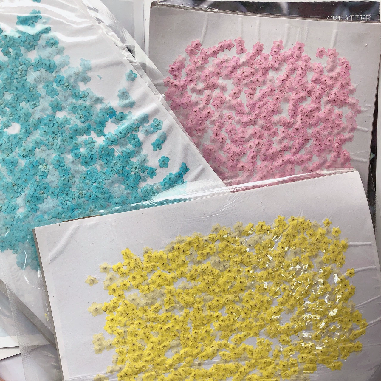 Forget-Me-Not Dried Flower Тисненый образец капли клея чехол для телефона фото лицо наклейка фоторамка украшение для ногтей мини-цветок