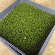 青苔东亚砂藓苔藓微景观庭院盆栽假山造景室内生态瓶绿植微景观