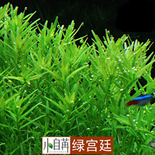 绿宫廷水草活体批发鱼缸造景真水草装饰水族箱观赏后景草有茎类