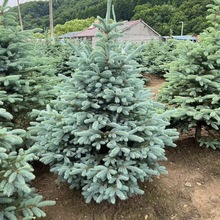 蓝杉 松科蓝杉 欧美彩叶树 美国蓝杉 耐寒庭院种植常绿树 云杉