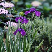 ����ֲ�ﻨ�~���s�����绨�Rˮ���쾰�͟�������޸�����ͥԺ�Nֲ