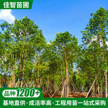 基地供应移植多杆香樟 全冠移植香樟树苗 丛生常绿香樟苗栽培批发