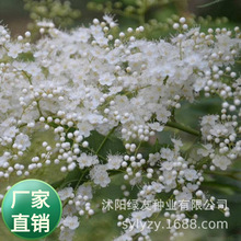 江苏草籽公司批发珍珠梅种子珍珠梅 是蔷薇科，珍珠梅属灌木 高可