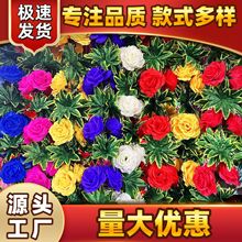 ���滨10�^�F��õ�������ω�����Ĺ���컨2.6m��朻��ټٻ�朗l��