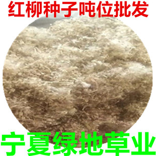 �t���N�ӹ�����ľ�N��ɳĮ�G�����L��ɳ�����Nֲ�������t����N��