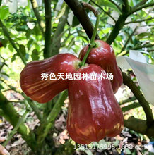 ɏ�F����޽Ӻ��ǰű�ɏ�F�ڽ�����Ʒ�Nˮ�������Ϸ��Nֲ�ļ��Y��