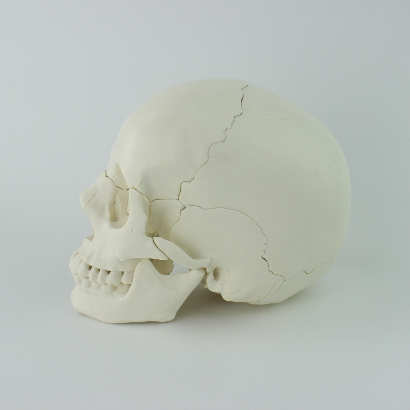 Medicine detachable physiological skull model, postoperative constructor, medical use, training