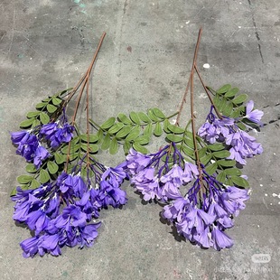 �����{�����ޱ����Y�ٻ����㻨����Gֲ�̈������b�֦�϶���