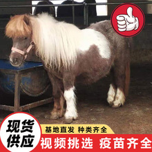 ����@�^�p���R���w ���ۇ��a���㰫�_�R���w �R����ͯ�T��С�R