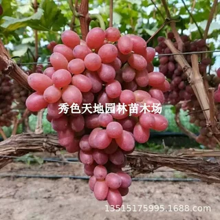 新疆红珍珠玻璃脆葡萄树苗弗雷火焰无核葡萄苗南北方种植当年结果