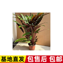 ���W�L�ϱ����� �w�� ����ϲ����ԾGֲ���܃����՚��k���ҿ͏d